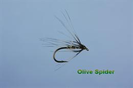 Olive Spider